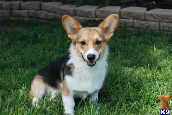 maycorgis Picture 1